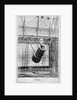 Zazel, first human cannonball, 1877 by English Photographer