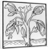 Cotton plant, as imagined by John Mandeville by English School