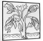 Cotton plant, as imagined by John Mandeville by English School