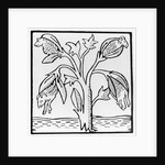 Cotton plant, as imagined by John Mandeville by English School