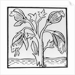 Cotton plant, as imagined by John Mandeville by English School