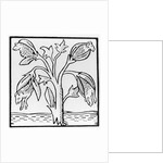 Cotton plant, as imagined by John Mandeville by English School