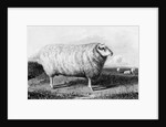 A Leicester Tup by John (after) Sheriff