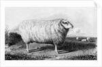 A Leicester Tup by John (after) Sheriff