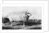 A Leicester Tup by John (after) Sheriff