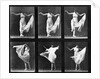 ancing Woma by Eadweard Muybridge