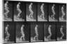 Man descending stairs by Eadweard Muybridge