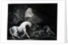 A Horse startled by a Lioness, engraved by Benjamin Green, 1774 by George (after) Stubbs