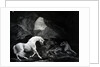 A Horse startled by a Lioness, engraved by Benjamin Green, 1774 by George (after) Stubbs