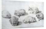 Studies of a Lemur, 1773 by George Stubbs