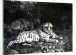 Two Tigers, 1788 by George Stubbs