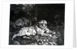 Two Tigers, 1788 by George Stubbs