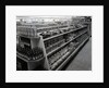 Paint and brushes aisle, Woolworths store, 1956 by English Photographer