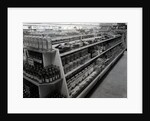 Paint and brushes aisle, Woolworths store, 1956 by English Photographer