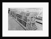 Tinned foods aisle, Woolworths store, 1956 by English Photographer