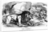 Fiat Justitia! The British Lion and the Afghan Wolves by John Tenniel