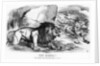 Fiat Justitia! The British Lion and the Afghan Wolves by John Tenniel