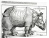 The Rhinoceros, 1515 by Albrecht Dürer or Duerer