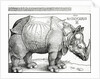 The Rhinoceros, 1515 by Albrecht Dürer or Duerer