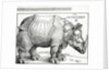 The Rhinoceros, 1515 by Albrecht Dürer or Duerer