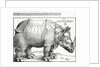 The Rhinoceros, 1515 by Albrecht Dürer or Duerer