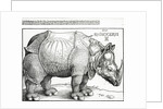 The Rhinoceros, 1515 by Albrecht Dürer or Duerer