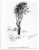 Beech, Godshill Church behind. Fr. Appledurcombe. July 25, c.1860's by Gerard Manley Hopkins