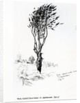 Beech, Godshill Church behind. Fr. Appledurcombe. July 25, c.1860's by Gerard Manley Hopkins