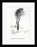 Beech, Godshill Church behind. Fr. Appledurcombe. July 25, c.1860's by Gerard Manley Hopkins