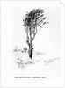 Beech, Godshill Church behind. Fr. Appledurcombe. July 25, c.1860's by Gerard Manley Hopkins
