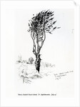Beech, Godshill Church behind. Fr. Appledurcombe. July 25, c.1860's by Gerard Manley Hopkins