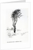 Beech, Godshill Church behind. Fr. Appledurcombe. July 25, c.1860's by Gerard Manley Hopkins