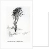 Beech, Godshill Church behind. Fr. Appledurcombe. July 25, c.1860's by Gerard Manley Hopkins