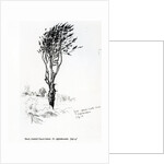 Beech, Godshill Church behind. Fr. Appledurcombe. July 25, c.1860's by Gerard Manley Hopkins