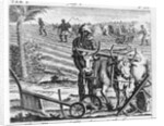 The Manner of Ploughing at the Cape, an illustration in 'The Present State of the Cape of Good-Hope: vol II', published 1731 by German School