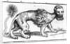 Manticore from 'Historie of Foure-Footed Beastes' by Edward Topsell, published 1607 by Edward Topsell