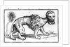 Manticore from 'Historie of Foure-Footed Beastes' by Edward Topsell, published 1607 by Edward Topsell