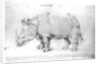 Rhinoceros, 1515 by Albrecht Dürer or Duerer