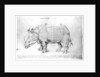 Rhinoceros, 1515 by Albrecht Dürer or Duerer