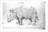 Rhinoceros, 1515 by Albrecht Dürer or Duerer