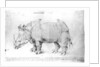 Rhinoceros, 1515 by Albrecht Dürer or Duerer