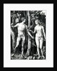 Adam and Eve, 1504 by Albrecht Dürer or Duerer