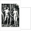 Adam and Eve, 1504 by Albrecht Dürer or Duerer