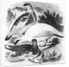 The Ptarmigan by William Yarrell