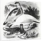 The Ptarmigan by William Yarrell