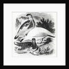 The Ptarmigan by William Yarrell