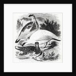 The Ptarmigan by William Yarrell