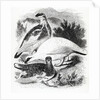 The Ptarmigan by William Yarrell