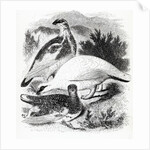 The Ptarmigan by William Yarrell