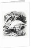 The Ptarmigan by William Yarrell